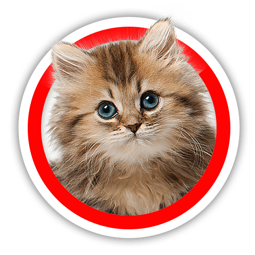 kitten kitten